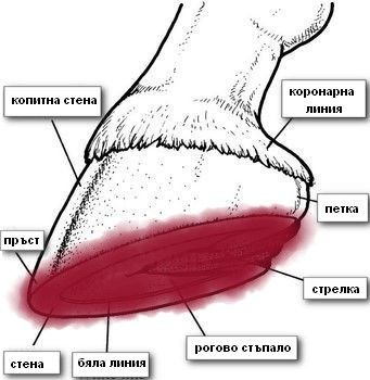 Буков катран за копита/500 гр. / 158300