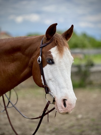 Уестърн юзда за едно ухо / wBR003